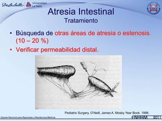 Atresia Intestinal
                  Tratamiento
• Búsqueda de otras áreas de atresia o estenosis.
  (10 – 20 %)
• Verificar permeabilidad distal.




                   Pediatric Surgery. O’Neill, James A. Mosby Year Book. 1998.
 