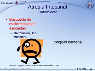 Atresia Intestinal
                                   Tratamiento
• Búsqueda de
  malformaciones
  asociadas
   – Malrotación, ileo
     meconial.
                                                   •Longitud intestinal.




  Pediatric Surgery. O’Neill, James A. Mosby Year Book. 1998.
 