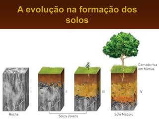 A evolução na formação dos
solos
 