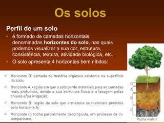 Os solos
Perfil de um solo
• é formado de camadas horizontais,
denominadas horizontes do solo, nas quais
podemos visualizar a sua cor, estrutura,
consistência, textura, atividade biológica, etc.
• O solo apresenta 4 horizontes bem nítidos:
 