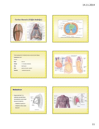 14.11.2014 
11 
Cavitas thoracis (Gögüs boslugu) 
Toraks boslugunda iki mediastinal pleura arasında kalan bölgeye 
mediastinum denir. 
Sınırları; 
Önde : sternum 
Arkada : 1-12.torakal vertebralar 
Altta : diaphragma 
Üstte : apertura thoracis superior 
Yanlarda : mediastinal pleura’lar 
Med. superius 
Manubrium 
sterni 
Angulus sterni 
Med. medium 
Med. posterius 
anterius 
Med. 
Corpus 
sterni 
Diaphragma 
Mediastinum’lar 
1 
Processus 
xiphoideus 
Mediastinum 
 Angulus sterni’den T4-T5 
vertebralar arasındaki discus 
intervertebralis’e uzanan hayali 
transvers bir düzlem ile, 
 mediastinum superius ve 
 mediastinum inferius olarak 
ikiye ayrılır 
 