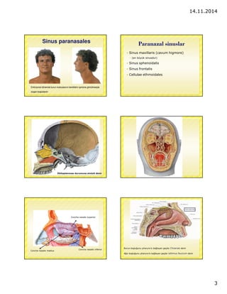 14.11.2014 
3 
Sinus paranasales 
Embriyonal dönemde burun mukozasının kemiklerin içerisine gömülmesiyle 
olusan bosluklardır 
Paranazal sinuslar 
 Sinus maxillaris (cavum higmore) 
 (en büyük sinusdur) 
 Sinus sphenoidalis 
 Sinus frontalis 
 Cellulae ethmoidales 
0ltihaplanması durumuna sinüzit denir 
Concha nasalis superior 
Concha nasalis medius 
Concha nasalis inferior 
Burun boslugunu pharynx’e baglayan geçite Choanae denir 
Agız boslugunu pharynx’e baglayan geçite isthmus faucium denir 
 