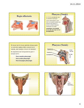 14.11.2014 
4 
Pharynx (Yutak) 
Regio olfactoria 13- 15 cm uzunlugunda, kas 
ve zarlardan olusmustur 
corpus sphenoidalis’in arka 
kısmı ve occipital kemigin pars 
basilaris’inde baslayıp 6. 
cervical vertebra hizasında 
oesophagus ile birlesir 
oesophagus ile birlestigi 
yer en dar yeri olup 1,5 cm 
genisligindedir 
Ön duvarı tam bir duvar seklinde olmayıp açıktır 
ve yukarıdan asagıya dogru sırasıyla burun 
boslugu, agız boslugu ve larynx ile iliskidedir. 
Bu bosluklarla olan komsuluklarına göre 3 
parçaya ayrılır: 
Pars nasalis pharyngis 
Pars oralis pharyngis 
Pars laryngea pharyngis 
Pharynx (Yutak) 
Nasopharynx 
(sadece hava geçer) 
Oropharynx 
Laryngopharynx 
Ostium 
pharyngeum 
tubae auditivae 
 