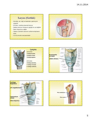 14.11.2014 
5 
Larynx (Gırtlak) 
 Kıkırdak, zar, bag ve kaslardan yapılmıs bir 
organdır 
 Dil kökü- trachea arasında bulunur 
 Sadece solunum havasının geçtigi bir yol degildir 
 Sesin olusumunu saglar 
 Yabancı cisimlerin solunum yollarına kaçmasını 
önler 
 C3-C6 omurları seviyesindedir 
Tek Kıkırdaklar: 
1-Cartilago thyroidea, 
2-Cartilago cricoidea, 
3-Cartilago epiglottica 
Çift Kıkırdaklar: 
4-Cartilago arytenoidea, 
5- Cartilago corniculata, 
6- Cartilago cuneiformis, 
1 
3 
2 
Larynx 
4 
5 
Prominentia 
laryngea 
(Adem elması) 
Cartilago 
Epiglottica 
(YC engellenmesi) 
Ligamentum 
vocale 
(Ses olusumu) 
Plica vestibularis 
Plica vocalis 
 