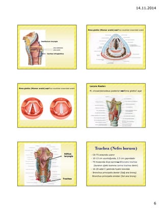 14.11.2014 
6 
plica vestibularis 
plica vocalis 
Ventriculus 
laryngis 
Vestibulum laryngis 
Cavitas infraglottica 
Rima glottis (Mizmar aralık) Plica vocalisler arasındaki aralık 
Rima glottis (Mizmar aralık) Plica vocalisler arasındaki aralık 
Larynx Kasları 
M. cricoarytenoideus posterior Rima glottis’i açar 
Aditus 
laryngis 
Trachea 
Trachea (Nefes borusu) 
 C6-T5 arasında uzanır 
 10-13 cm uzunlugunda, 2.5 cm çapındadır 
 T5 hizasında ikiye ayrılır Bifurcatio trachea 
(buranın içteki kısmına carina trachea denir) 
 16-20 adet C seklinde hyalin kıkırdak 
 Bronchus principalis dexter (Sag ana brons) 
Bronchus principalis sinister (Sol ana brons) 
 