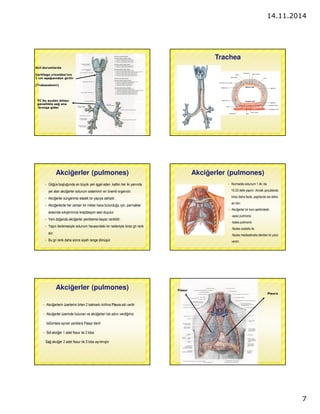 14.11.2014 
7 
Acil durumlarda 
Cartilago cricoidea’nın 
1 cm asagısından girilir 
(Trakeostomi) 
YC bu açıdan dolayı 
genellikle sag ana 
bronsa gider 
Trachea 
Akcigerler (pulmones) 
 Gögüs boslugunda en büyük yeri isgal eden, kalbin her iki yanında 
yer alan akcigerler solunum sisteminin en önemli organıdır. 
 Akcigerler süngerimsi elastik bir yapıya sahiptir. 
 Akcigerlerde her zaman bir miktar hava bulundugu için, parmaklar 
arasında sıkıstırılınca krepitasyon sesi duyulur. 
 Yeni doganda akcigerler pembemsi-beyaz renklidir. 
 Yasın ilerlemesiyle solunum havasındaki kir nedeniyle biraz gri renk 
alır. 
 Bu gri renk daha sonra siyah renge dönüsür. 
Akcigerler (pulmones) 
 Normalde solunum 1 dk.’da 
15-20 defa yapılır. Ancak çocuklarda 
biraz daha fazla, yaslılarda ise daha 
az olur. 
 Akcigerler bir koni seklindedir. 
-apex pulmonis 
-basis pulmonis 
-facies costalis ile 
-facies mediastinalis denilen iki yüzü 
vardır. 
Akcigerler (pulmones) 
 Akcigerlerin üzerlerini örten 2 katmanlı kılıfına PPlleeuurraa adı verilir 
 Akcigerler üzerinde bulunan ve akcigerleri lob adını verdigimiz 
bölümlere ayıran yarıklara FFiissssuurr denir 
 SSooll akciger 1 adet fissur ile 2 loba 
SSaagg akciger 2 adet fissur ile 3 loba ayrılmıstır 
Pleura 
Fissur 
 