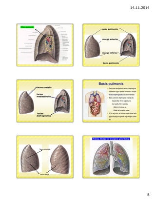 14.11.2014 
8 
Hilum pulmonis 
apex pulmonis 
margo anterior 
margo inferior 
basis pulmonis 
facies costalis 
facies 
mediastinalis 
facies 
diafragmatica 
Basis pulmonis 
 Genis olan akcigerlerin tabanı, diaphragma 
kubbesine uygun sekilde konkavdır. Buraya 
facies diaphragmatica da denilmektedir. 
 Basis pulmonis diaphragma aracılıgı ile; 
-Sag tarafta; KC’in sag lobu ile, 
-Sol tarafta; KC’in sol lobu 
-Mide’nin fundusu ve 
-Dalak ile komsuluk yapar. 
 KC’in sag lobu, sol lobuna oranla daha fazla 
gögüs bosluguna girerek sag akcigeri yukarı 
iter. 
Fissura horizontalis 
Fissura obliqua 
Trakea, Akciger ve bronslara genel bakıs 
 