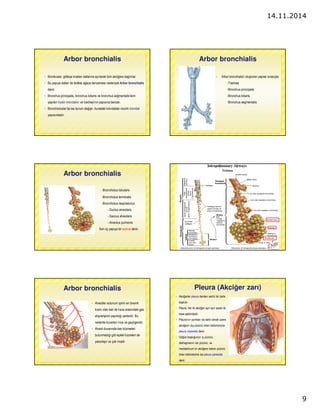 14.11.2014 
9 
Arbor bronchialis 
 Bronkuslar, gittikçe incelen dallarına ayrılarak tüm akcigere dagılırlar. 
 Bu yapıya dalları ile birlikte agaca benzemesi nedeniyle Arbor bronchialis 
denir. 
 Bronchus principalis, bronchus lobaris ve bronchus segmentalis’lerin 
yapıları hyalin kıkırdaktır ve trachea’nın yapısına benzer. 
 Bronchioluslar’da ise durum degisir, buradaki kıkırdaklar elastik kıkırdak 
yapısındadır. 
Arbor bronchialis 
 Arbor bronchialis’i olusturan yapılar sırasıyla: 
-Trachea 
-Bronchus principalis 
-Bronchus lobaris 
-Bronchus segmentalis 
Arbor bronchialis 
-Bronchiolus lobularis 
-Bronchiolus terminalis 
-Bronchiolus respiratorius 
- Ductus alveolaris 
- Saccus alveolaris 
- Alveolus pulmonis 
Son üç yapıya bir acinus denir. 
Arbor bronchialis Pleura (Akciger zarı) 
 Alveoller solunum isinin en önemli 
kısmı olan kan ile hava arasındaki gaz 
alısverisinin yapıldıgı yerlerdir. Bu 
nedenle duvarları ince ve geçirgendir. 
 Alveol duvarında kas hüzmeleri 
bulunmadıgı gibi epitel hücreleri de 
yassılasır ve çok incelir. 
 Akcigerler pleura denilen seröz bir zarla 
kaplıdır. 
 Pleura, her iki akcigeri ayrı ayrı saran iki 
kese seklindedir. 
 Pleura’nın yarıkları da dahil olmak üzere 
akcigerin dıs yüzünü örten bölümününe 
pleura visceralis denir. 
 Gögüs boslugunun iç yüzünü, 
diafragmanın üst yüzünü, ve 
mediastinum’un akcigere bakan yüzünü 
örten bölümlerine ise pleura parietalis 
denir. 
 