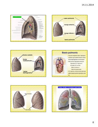 14.11.2014 
8 
Hilum pulmonis 
apex pulmonis 
margo anterior 
margo inferior 
basis pulmonis 
facies costalis 
facies 
med...