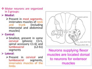 6-Spinal-Cord.pdf579854279076431146890007646743247 | PDF | Death ...