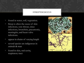 STREPTOCOCCUS


• found in water, soil, vegetation.
• Strep is often the cause of skin
  infections, sore throat, sinus
  infections, bronchitis, pneumonia,
  meningitis, and heart valve
  infections.
• appear in chains of varying length
• several species are indigenous in
  animals & man
• found in skin, oral cavity,
  respiratory tract
 
