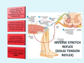 6-stretch reflex...................................... | PDF