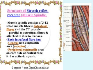 6-stretch reflex...................................... | PDF