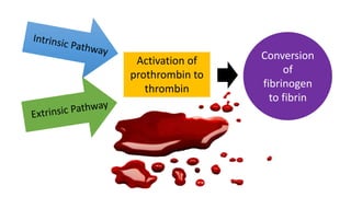 Activation of
prothrombin to
thrombin
Conversion
of
fibrinogen
to fibrin
 