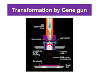 Transformation by Gene gun
 