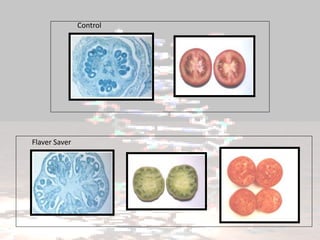 Control
Flaver Saver
 