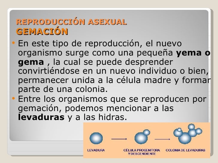 Las gotas para las uñas del hongo lotseril el precio