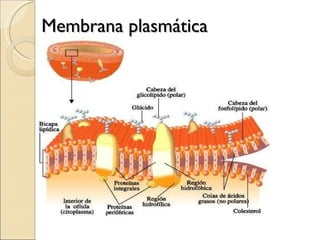 Membrana plasmática 