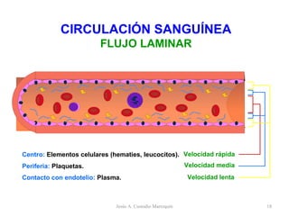 CIRCULACIÓN SANGUÍNEA FLUJO LAMINAR Contacto con endotelio:  Plasma. Centro:   Elementos celulares (hematies, leucocitos).  Periferia:  Plaquetas.  Velocidad rápida Velocidad media Velocidad lenta Jesús A. Custodio Marroquín 