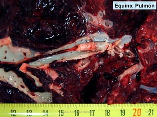 Equino. Pulmón Jesús A. Custodio Marroquín 