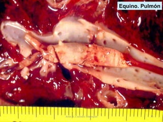Equino. Vasos pulmonares.   Trombo Equino. Pulmón Jesús A. Custodio Marroquín 