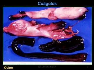 Ovino   Coágulos Jesús A. Custodio Marroquín 