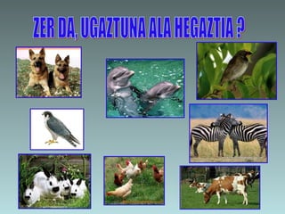 ZER DA, UGAZTUNA ALA HEGAZTIA ? 