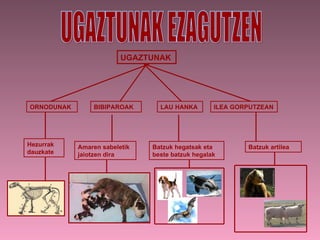 UGAZTUNAK EZAGUTZEN UGAZTUNAK ORNODUNAK BIBIPAROAK LAU HANKA ILEA GORPUTZEAN Hezurrak dauzkate Amaren sabeletik jaiotzen dira Batzuk hegatsak eta beste batzuk hegalak Batzuk artilea 