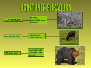 UGAZTUNEN ELIKADURA HARAGIJALEAK BELARJALEAK OROJALEAK Beste animaliak jaten dituzte. Landareak jaten dituzte. Animaliak eta landarak jaten dituzte. 