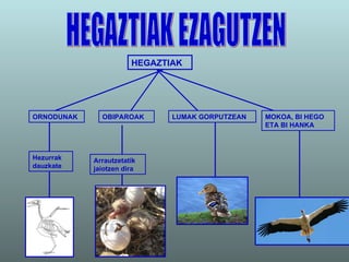 HEGAZTIAK EZAGUTZEN HEGAZTIAK ORNODUNAK OBIPAROAK MOKOA, BI HEGO ETA BI HANKA LUMAK GORPUTZEAN Hezurrak dauzkate Arrautzetatik   jaiotzen dira 