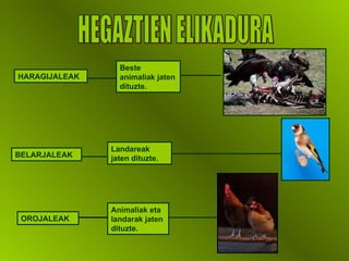HEGAZTIEN ELIKADURA HARAGIJALEAK BELARJALEAK OROJALEAK Beste animaliak jaten dituzte. Landareak jaten dituzte. Animaliak eta landarak jaten dituzte. 