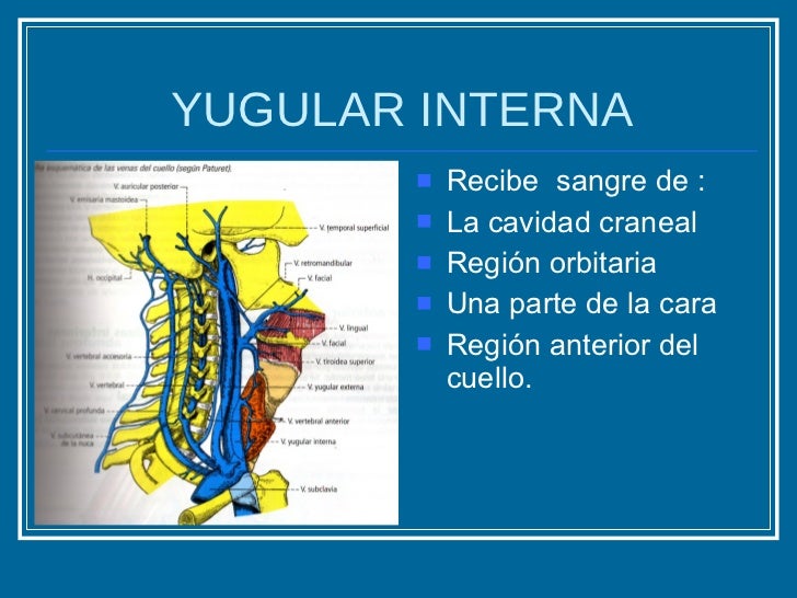 6. Vena Cava Superior