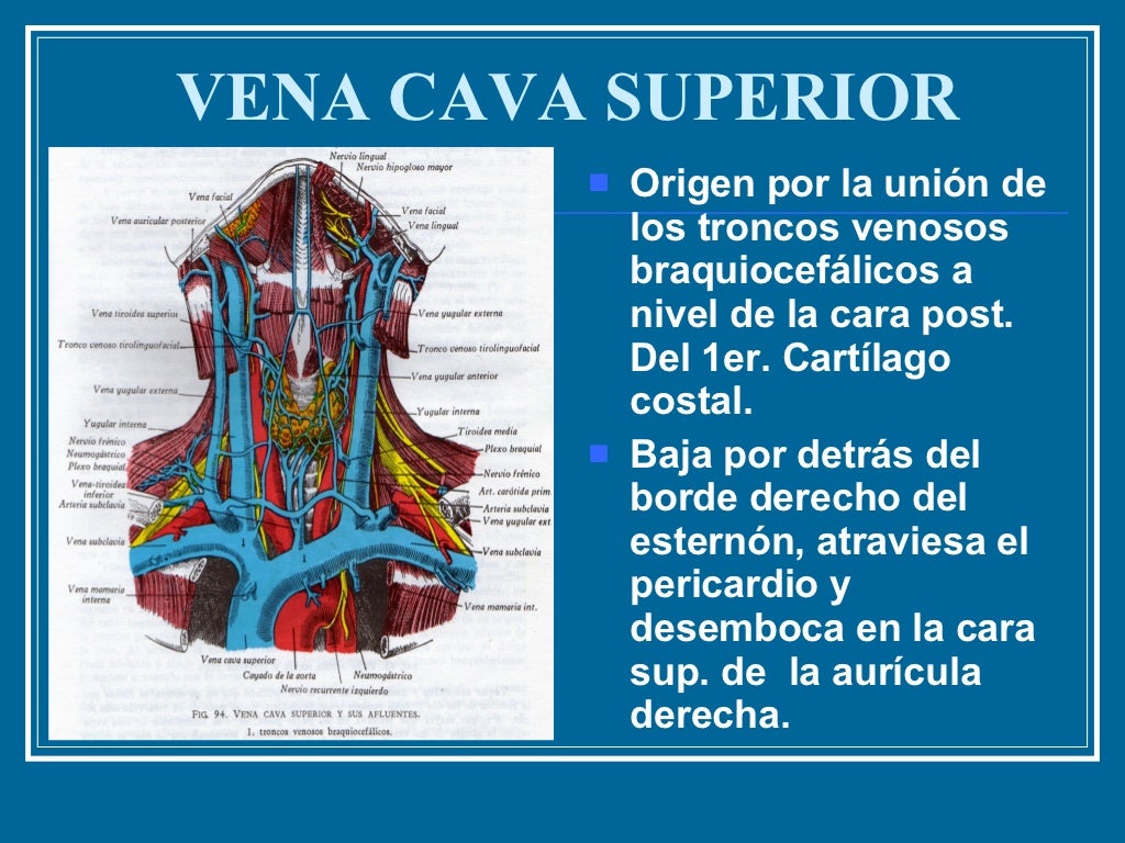 6. Vena Cava Superior