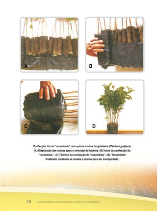 23 Viveiros florestais: projeto, instalação, manejo e comercialização
Confecção de um “rocambole” com quinze mudas de goiabeira (Psidium guajava).
(A) Disposição das mudas após a remoção de tubetes. (B) Início da confecção do
“rocambole”. (C) Término da confecção do “rocambole”. (D) “Rocambole”
finalizado contendo as mudas e pronto para ser transportado.
A B
C D
 
