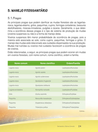 24Semeando o Bioma Cerrado
5. MANEJO FITOSSANITÁRIO
5.1.Pragas
As principais pragas que podem danificar as mudas florestais são as lagartas-
rosca, lagartas-elasmo, grilos, paquinhas, cupins, formigas cortadeiras, besouros
desfolhadores, moscas-minadoras, pulgões e ácaros. Geralmente, o que deter-
mina a ocorrência dessas pragas é o tipo de sistema de produção de mudas
(viveiros suspensos ou não) e a forma de manejo delas.
Viveiros suspensos têm menor probabilidade de ocorrência de pragas, pois a
maioria está associada ao solo, como cupins, paquinhas, formigas e grilos. O
manejo das mudas está relacionado aos cuidados dispensados na sua produção.
Mudas mal nutridas ou viveiros mal cuidados favorecem a ocorrência de pragas
de viveiros.
Estão relacionadas, a seguir, as principais pragas que podem ocorrer em mudas
em viveiros florestais, com nome comum, nome científico, ordem e família.
Nome comum Nome científico Ordem/Família
Lagarta-rosca Agrotis ipsilon Lepidoptera/Noctuidae
Lagarta-rosca Agrotis repleta Lepidoptera/Noctuidae
Lagarta-rosca Agrotis subterranea Lepidoptera/Noctuidae
Lagarta-rosca Spodoptera frugiperda Lepidoptera/Noctuidae
Lagarta-rosca Spodoptera latifascia Lepidoptera/Noctuidae
Lagarta-enroladeira Nomophila noctuella Lepidoptera/Pyralidae
Grilo Gryllus assimilis Orthoptera/Gryllidae
Paquinha Neocurtilla hexadactyla Orthoptera/Gryllotalpidae
Paquinha Scapteriscus didactylus Orthoptera/Gryllotalpidae
Paquinha Tridactylus politus Orthoptera/Tridactylidae
Continua...
 