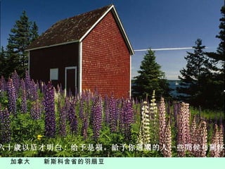 加拿大  新斯科舍省的羽扇豆 六 十 歲 以后才明白 :  给予是福。給予你週圍的人一些問候与關怀。 