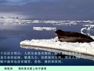 南极洲  海豹是冰面上的守望者  六 十以后才明白：人的生命是有限的 ,  但不论活着或死去， 都是生命的延续。堪透凡尘，坦然面对生死，笑对人生 ， 则眼中就再也没有痛苦、悲伤、挫折和坎坷。 