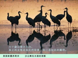 美国新墨西哥州  沙丘鹤在水面的倒影 六十歲以後才明白： 真正的友情是如此的珍貴 ;  知己是如此的難得 。 