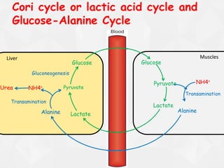 Liver Muscles
Cori cycle or lactic acid cycle and
Glucose-Alanine Cycle
Glucose
Pyruvate
Lactate
Lactate
Pyruvate
NH4+
Alanine
Transamination
Glucose
Alanine
Transamination
NH4+Urea
Gluconeogenesis
 