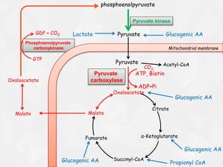 Oxaloacetate
Citrate
α-Ketoglutarate
Succinyl-CoA
Fumarate
MalateMalate
Acetyl-CoA
Pyruvate
Pyruvate
carboxylaseOxaloacetate
phosphoenolpyruvate
Pyruvate kinase
GTP
GDP + CO2
Phosphoenolpyruvate
carboxykinase
CO2,
ATP, Biotin
ADP+Pi
Lactate Glucogenic AA
Glucogenic AA
Glucogenic AA Propionyl CoA
Glucogenic AA
Pyruvate
Mitochondrial membrane
 