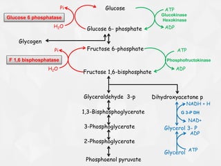 Glucose
Glucose 6- phosphate
Fructose 6-phosphate
Fructose 1,6-bisphosphate
1,3-Bisphosphoglycerate
3-Phosphoglycerate
2-Phosphoglycerate
Phosphoenol pyruvate
Glyceraldehyde 3-p Dihydroxyacetone p
ADP
ATP
Phosphofructokinase
ADP
ATP
Glucokinase
Hexokinase
F 1,6 bisphosphatase
Pi
H2O
Glucose 6 phosphatase
Pi
H2O
Glycogen
Glycerol
Glycerol 3- P
ADP
NAD+
NADH + H
G 3-P DH
ATP
 