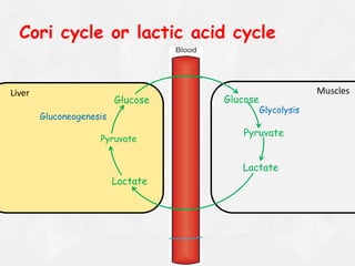 Cori cycle or lactic acid cycle
Glucose
Pyruvate
Lactate
Lactate
Pyruvate
Glucose
Gluconeogenesis
Liver Muscles
Glycolysis
 