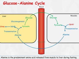 Liver Muscles
Glucose-Alanine Cycle
Glucose
Pyruvate
Pyruvate
NH4+
Alanine
Transamination
Glucose
Alanine
Transamination
NH4+Urea
Gluconeogenesis
Alanine is the predominant amino acid released from muscle to liver during fasting.
 