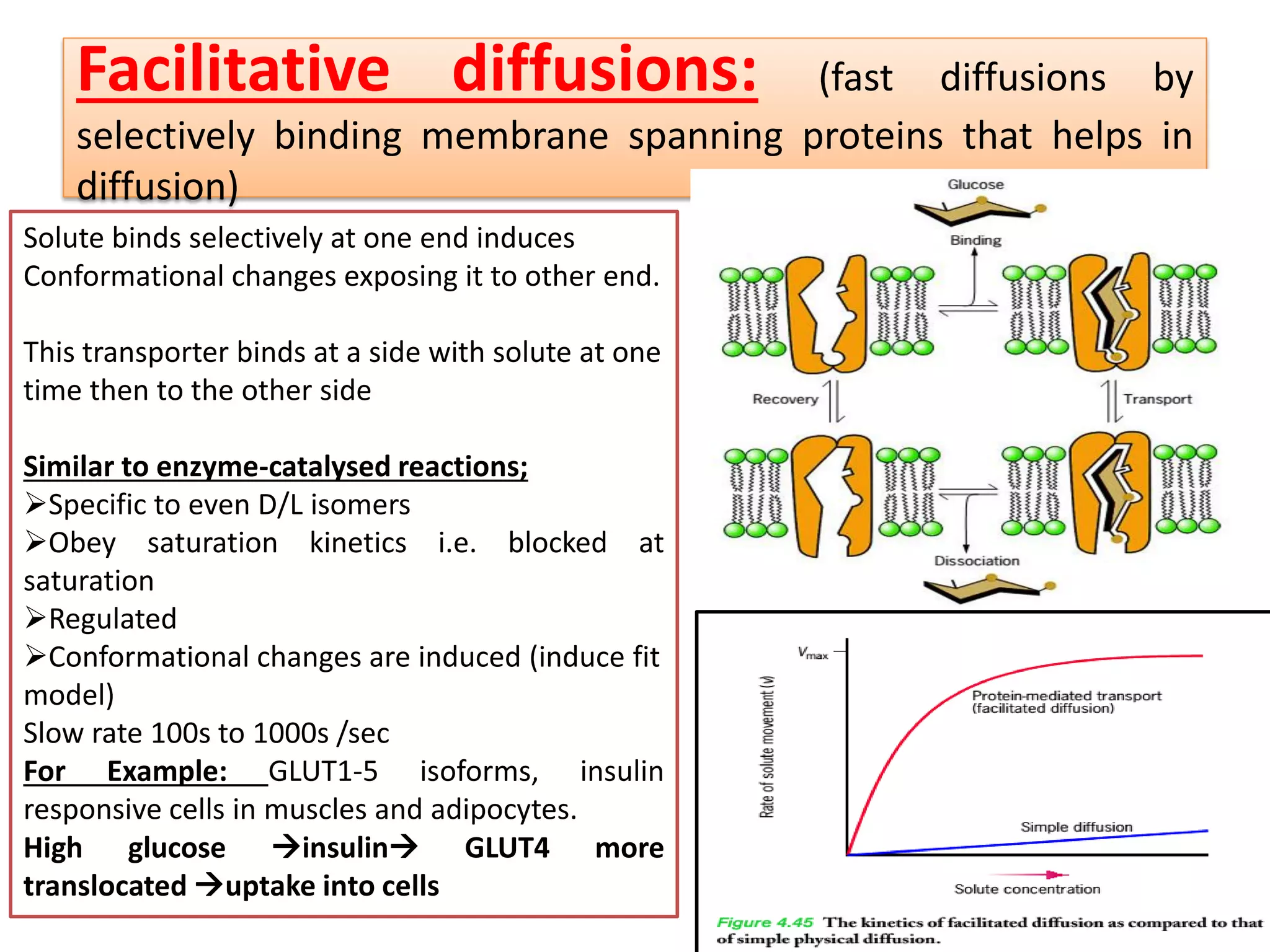 Facilitative diffusions: (fast diffusions by
selectively binding membrane spanning proteins that helps in
diffusion)
Solute binds selectively at one end induces
Conformational changes exposing it to other end.
This transporter binds at a side with solute at one
time then to the other side
Similar to enzyme-catalysed reactions;
Specific to even D/L isomers
Obey saturation kinetics i.e. blocked at
saturation
Regulated
Conformational changes are induced (induce fit
model)
Slow rate 100s to 1000s /sec
For Example: GLUT1-5 isoforms, insulin
responsive cells in muscles and adipocytes.
High glucose insulin GLUT4 more
translocated uptake into cells
 