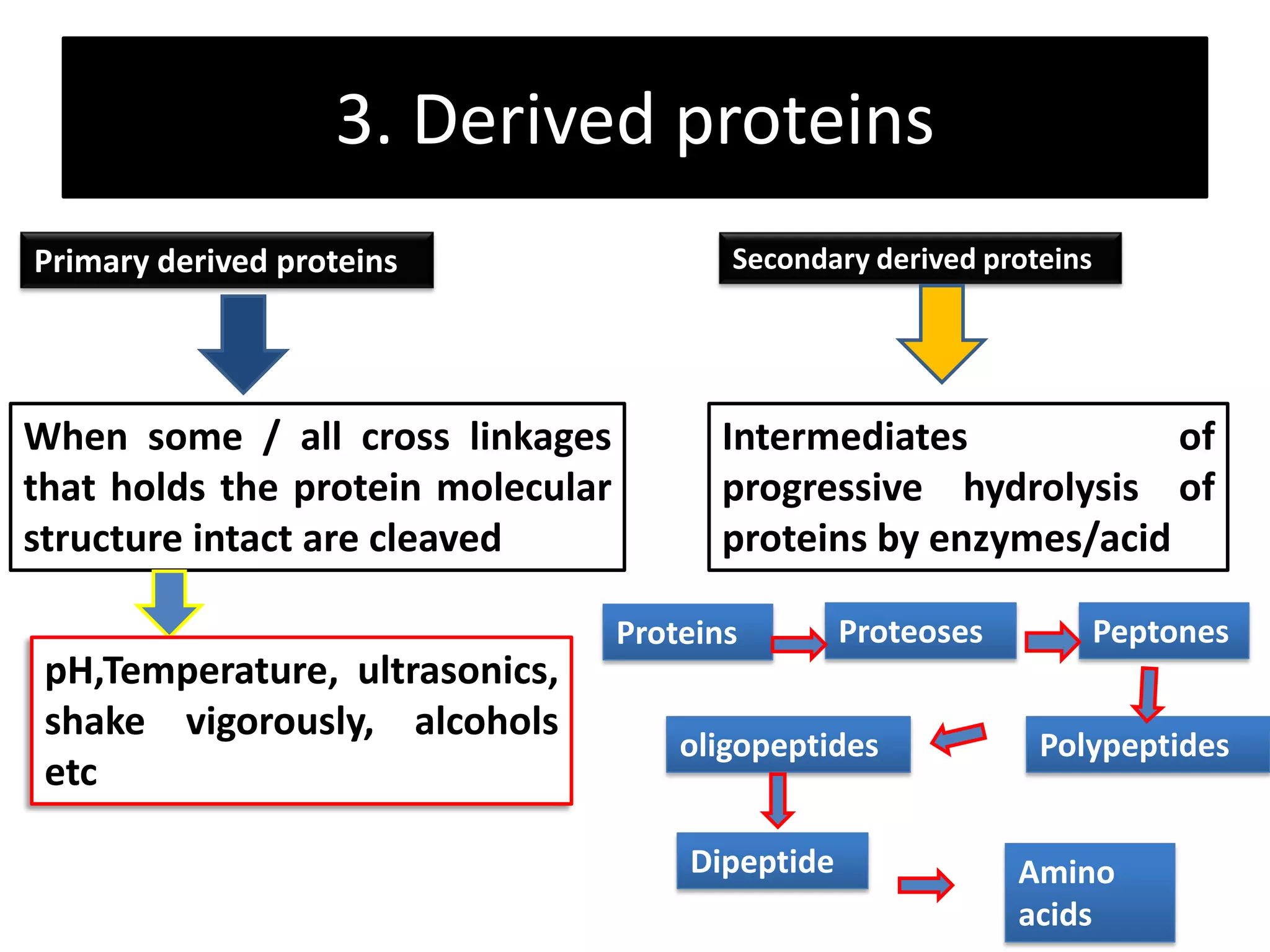 3. Derived proteins
Primary derived proteins Secondary derived proteins
When some / all cross linkages
that holds the protein molecular
structure intact are cleaved
pH,Temperature, ultrasonics,
shake vigorously, alcohols
etc
Intermediates of
progressive hydrolysis of
proteins by enzymes/acid
Proteins Proteoses Peptones
Polypeptidesoligopeptides
Dipeptide Amino
acids
 
