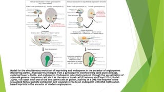 Model for the simultaneous evolution of imprinting and endosperm in the ancestor of angiosperms
(flowering plants). Angiosperms emerged from a gymnosperm (nonflowering seed plant) lineage,
evolving flowers, fruits, and endosperm. Endosperm potentially evolved through the sexualization of
a female gamete companion cell, such as the ventral canal cell (Friedman and Floyd 2001; Rudall
2006), via fusion with one of the two sperm cells of pollen. Activity of a DME-like enzyme in the
sexualized female gamete companion cell would give rise to an endosperm with DNA methylation-
based imprints in the ancestor of modern angiosperms.
 