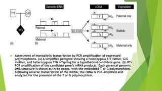 Assessment of monoallelic transcription by PCR amplification of expressed
polymorphisms. (a) A simplified pedigree showing a homozygous T/T father, G/G
mother, and heterozygous T/G offspring for a hypothetical candidate gene. (b) RT-
PCR amplification of the candidate gene’s mRNA products. Each parental genomic
DNA structure is shown as three exons, with the embedded T or G polymorphism.
Following reverse transcription of the mRNA, the cDNA is PCR-amplified and
analyzed for the presence of the T or G polymorphism.
 