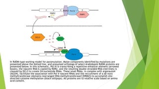 In RdDM-type working model for paramutation. Maize components identified by mutations are
presented above the dotted line, and presumed orthologs of select Arabidopsis RdDM proteins are
presented below. In this schematic, Pol IV is transcribing a repetitive enhancer element (arrowed
boxes), the nascent RNA is copied by RDR2, and the resulting double-stranded RNA (red lines) is
cleaved by DCL3 to create 24-nucleotide RNAs. These small RNAs, in complex with argonaute4
(AGO4), facilitate the association with Pol V nascent RNAs and the recruitment of a de novo
methyltransferase (domains-rearranged DNA methyltransferase2 [DRM2]) to accomplish site-
directed cytosine methylation (black lollipops). All proteins are to relative scale based on amino
acid content.
 