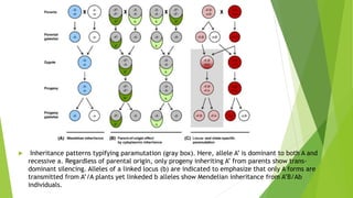 Inheritance patterns typifying paramutation (gray box). Here, allele A’ is dominant to both A and
recessive a. Regardless of parental origin, only progeny inheriting A’ from parents show trans-
dominant silencing. Alleles of a linked locus (b) are indicated to emphasize that only A forms are
transmitted from A’/A plants yet linkeded b alleles show Mendelian inheritance from A’B/Ab
individuals.
 