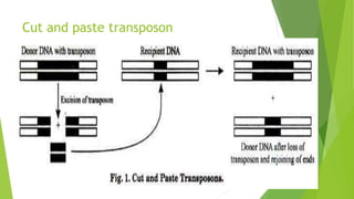 Cut and paste transposon
 
